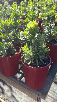 Dwarf Callistemon 'Little John' - Ladybird Nursery