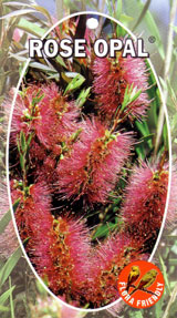 Bottlebrush 'Rose Opal' (Callistemon)