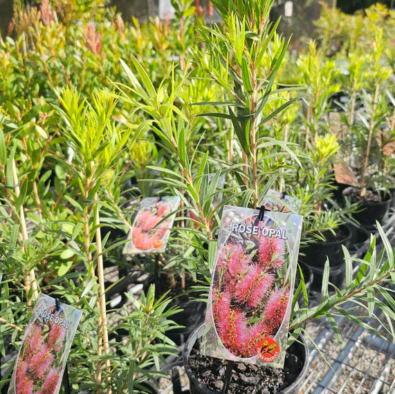 Bottlebrush 'Rose Opal' (Callistemon)