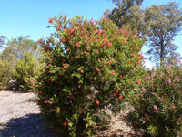 Bottlebrush 'Rose Opal' (Callistemon)