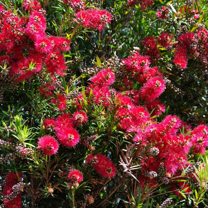Bottlebrush 'Rose Opal' (Callistemon)