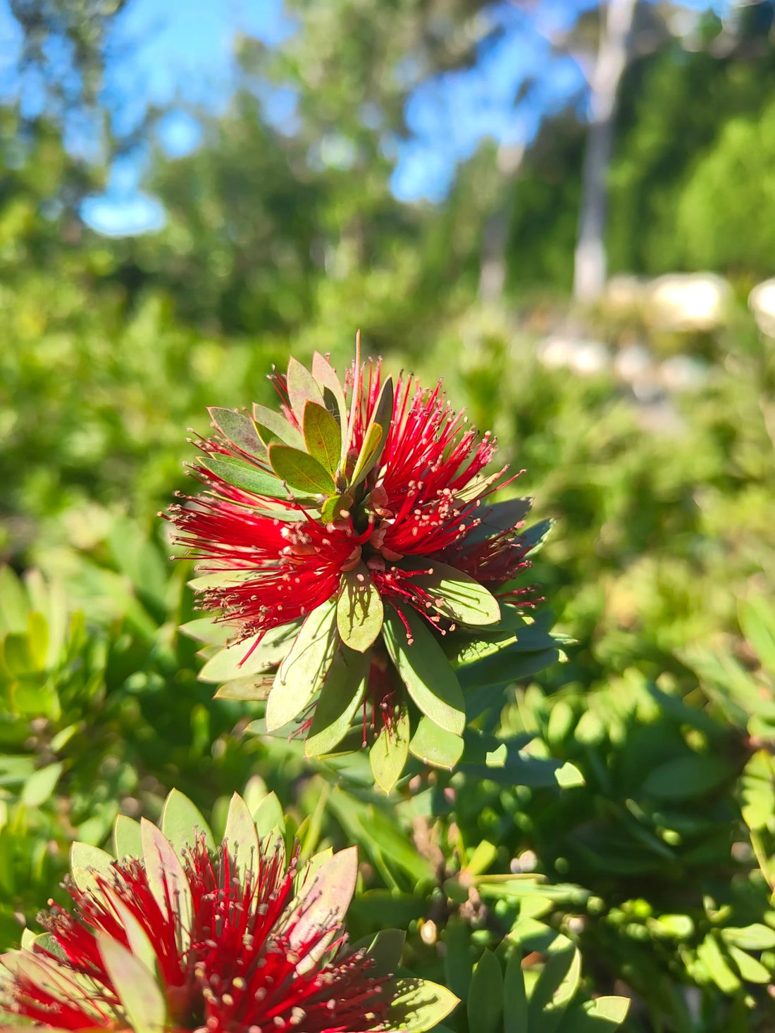 Callistemon 'Little John' - Ladybird Nursery