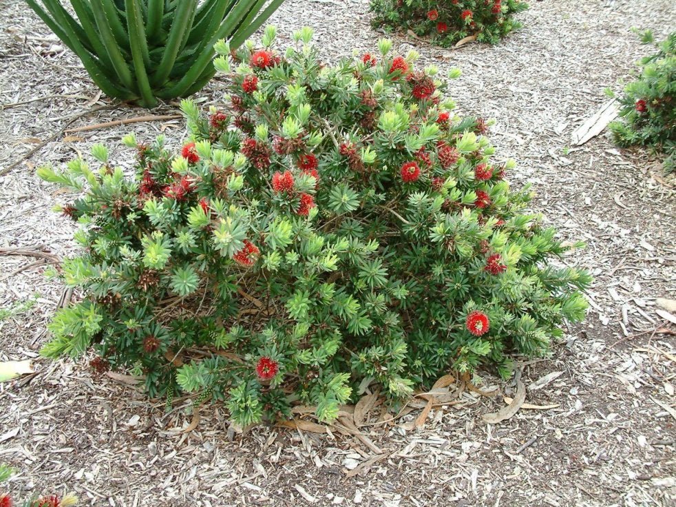 Callistemon 'Little John' - Ladybird Nursery