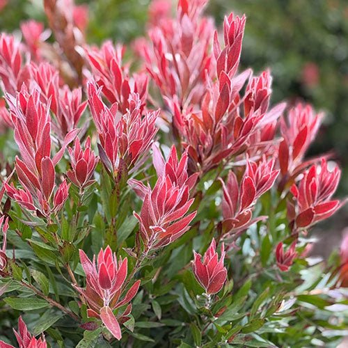 Dwarf Callistemon ‘Red Rocket’ - Ladybird Nursery