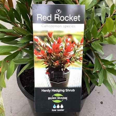 Dwarf Callistemon ‘Red Rocket’ - Ladybird Nursery