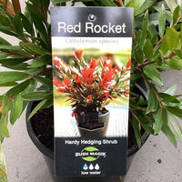 Dwarf Callistemon ‘Red Rocket’ - Ladybird Nursery