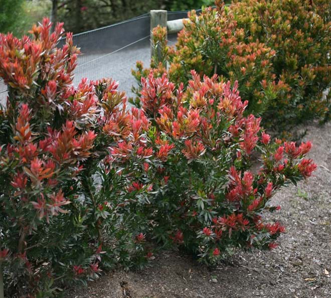 Dwarf Callistemon ‘Red Rocket’ - Ladybird Nursery