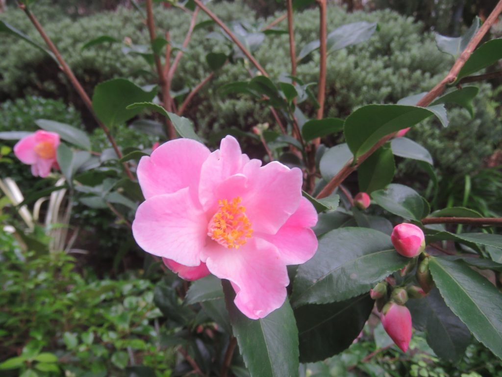Camellia Minato No Akebono (Camellia) - Ladybird Nursery