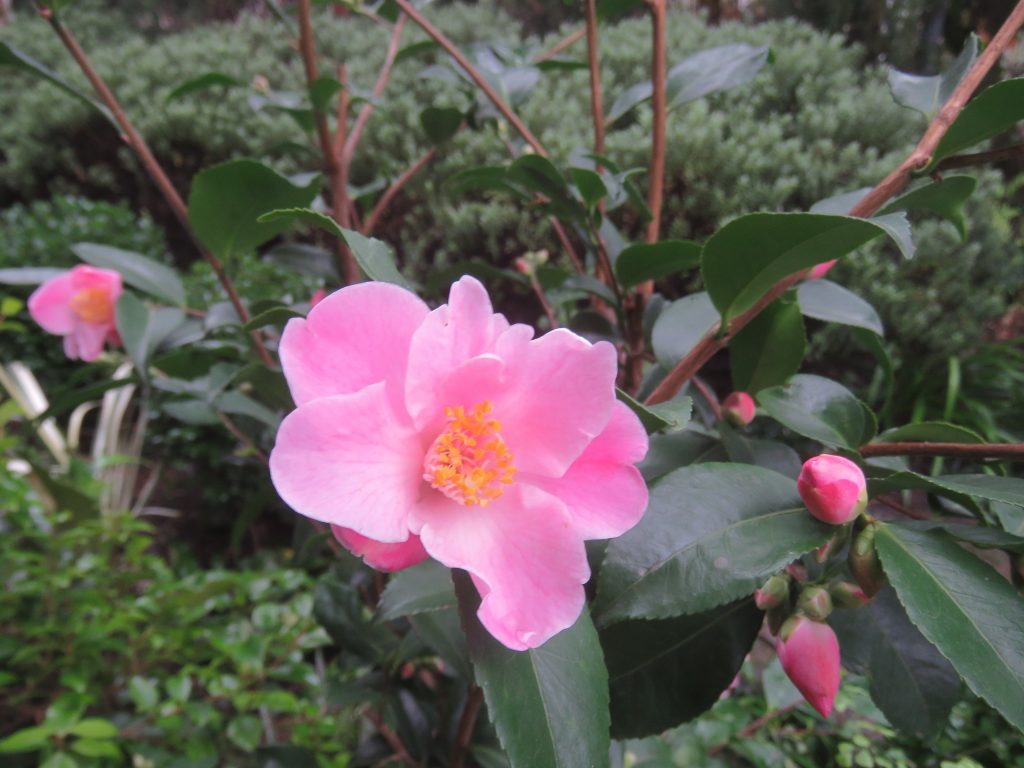 Camellia Minato No Akebono (Camellia)