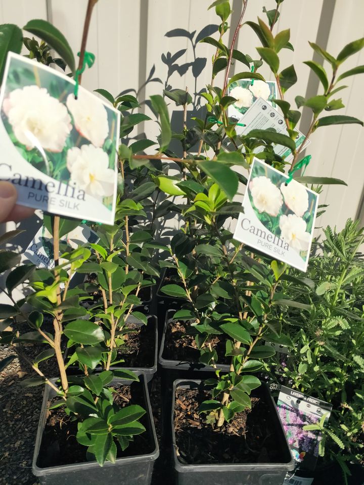 Camellia 'Pure Silk' - Ladybird Nursery