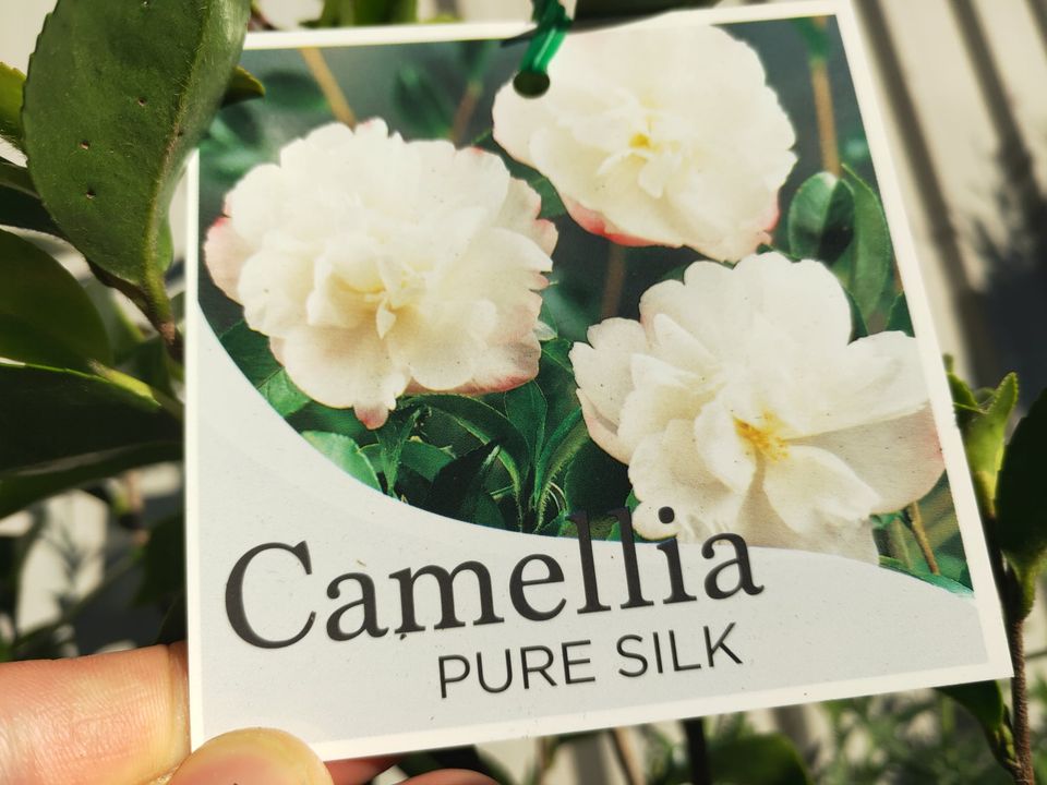 Camellia 'Pure Silk' - Ladybird Nursery