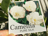 Camellia 'Pure Silk' - Medium