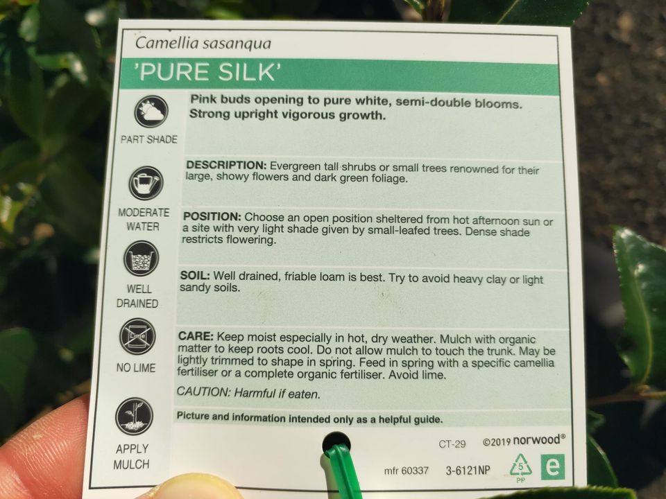 Camellia 'Pure Silk' - Medium