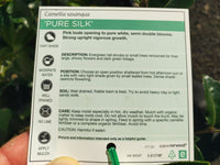 Camellia 'Pure Silk' - Medium