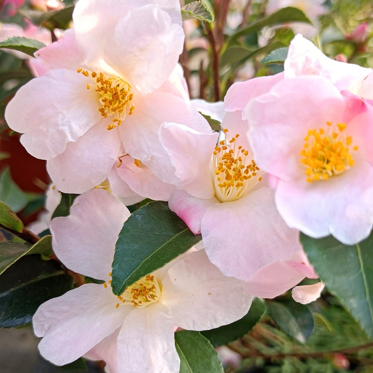 Camellia Fairy Blush (Camellia) - Ladybird Nursery