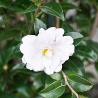 Sasanqua Camellia Slimline Avalanche (Camellia sasanqua) - Ladybird Nursery