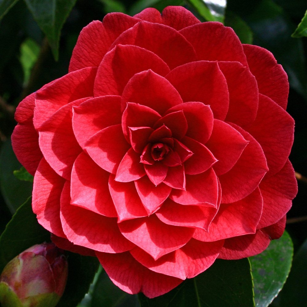 Camellia Black Lace (Camellia japonica) - Ladybird Nursery