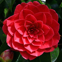 Camellia Black Lace (Camellia japonica)