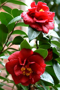 Camellia Bob Hope (Camellia japonica)