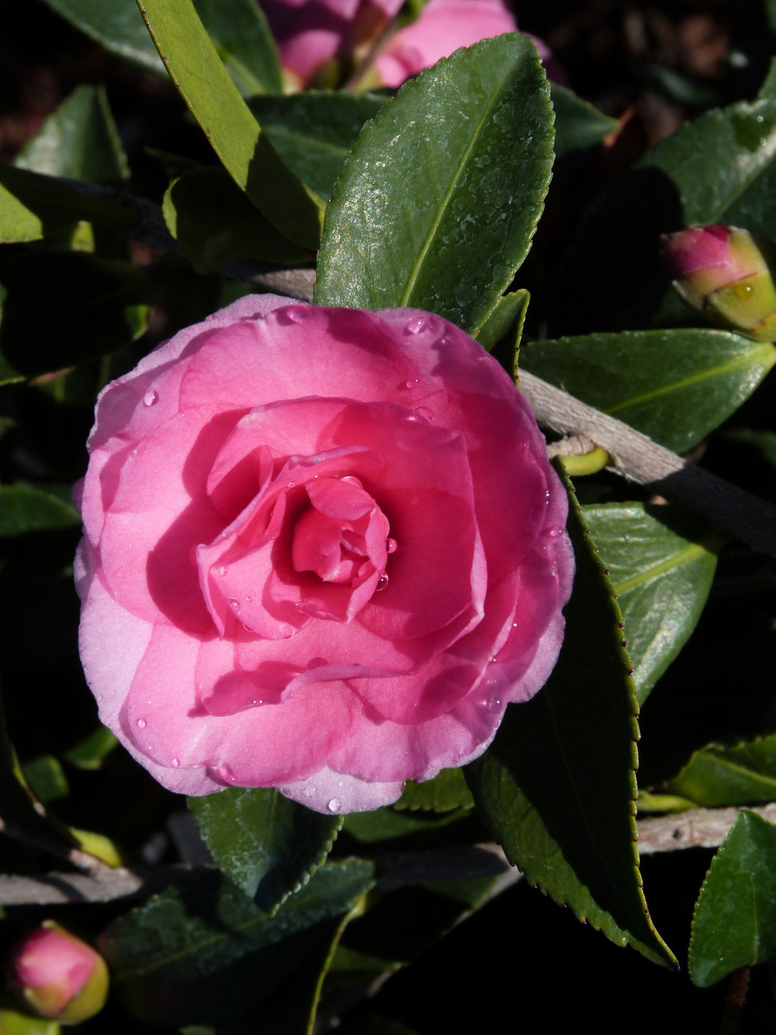 Camellia 'Chansonette' - Ladybird Nursery