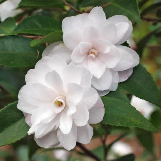 Camellia Cinnamon Cindy (Camellia)