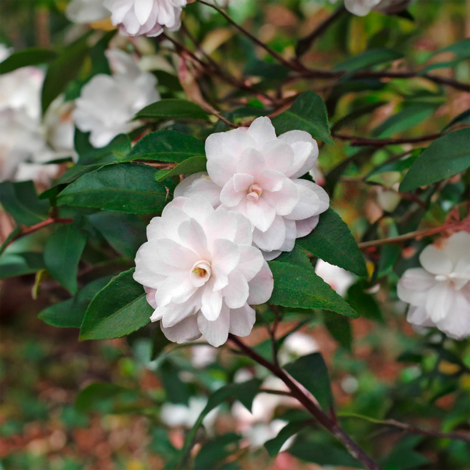 Camellia Cinnamon Cindy (Camellia) - Ladybird Nursery