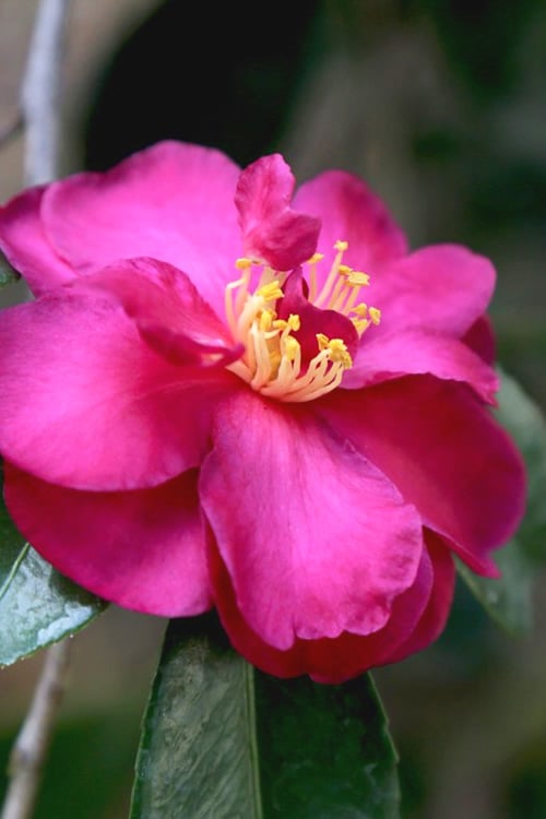 Sasanqua Camellia Dazzler (Camellia sasanqua) - Ladybird Nursery