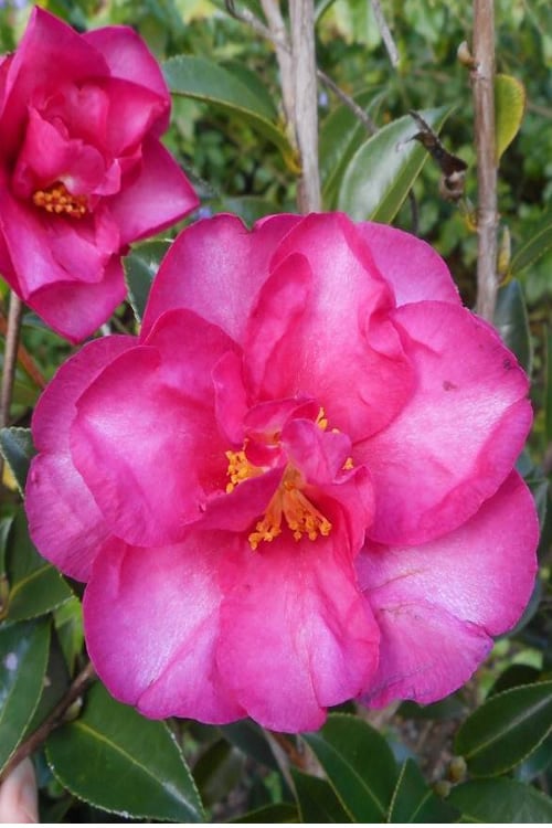 Sasanqua Camellia Dazzler (Camellia sasanqua) - Ladybird Nursery