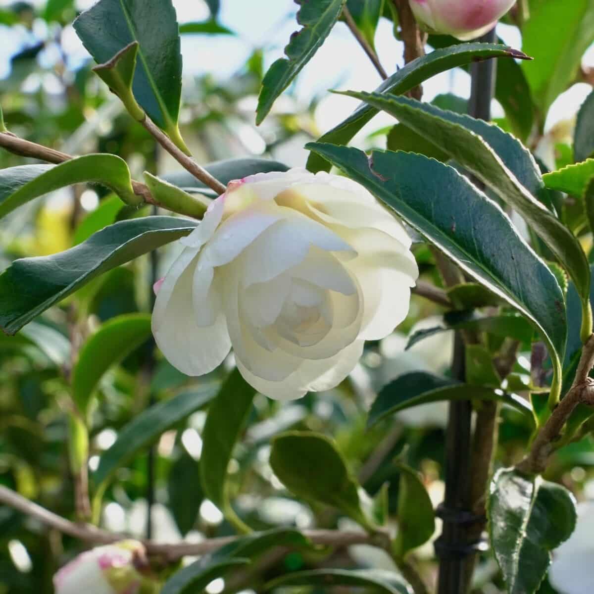 Sasanqua Camellia Early Pearly (Camellia sasanqua)