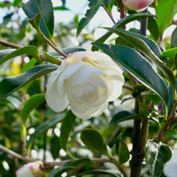 Sasanqua Camellia Early Pearly (Camellia sasanqua)