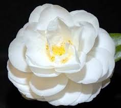 Camellia Ecclesfield (Camellia japonica)