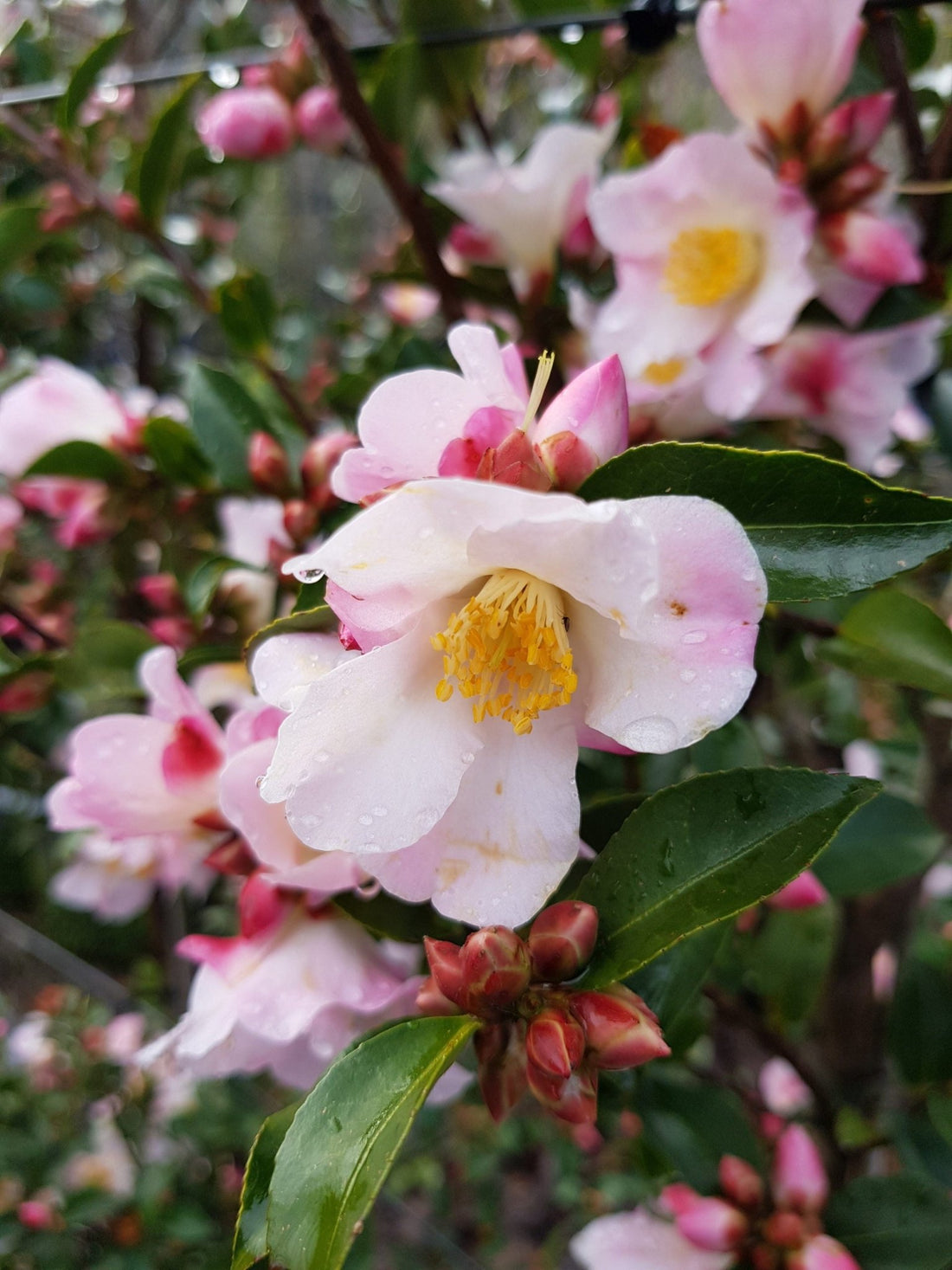 Camellia Fairy Blush (Camellia) - Ladybird Nursery