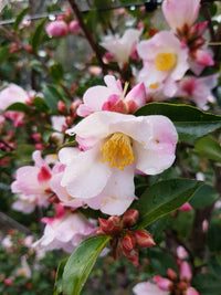 Camellia Fairy Blush (Camellia)