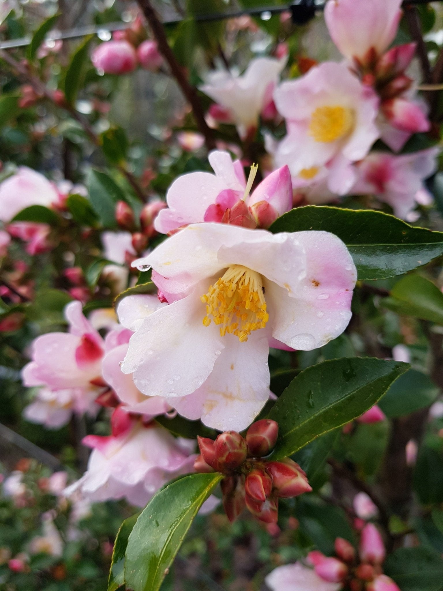 Camellia Fairy Blush (Camellia) - Ladybird Nursery