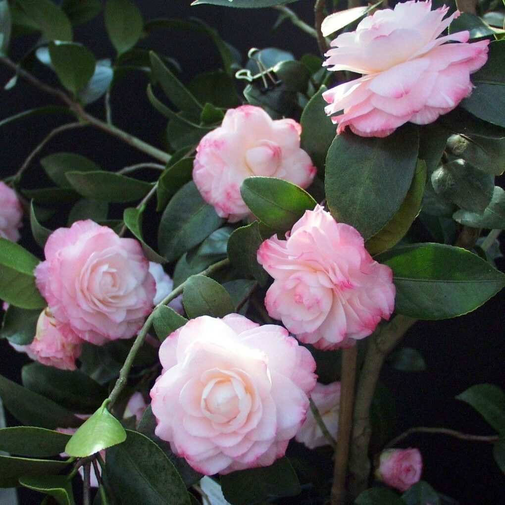Camellia Grace Albritton (Camellia japonica) - Ladybird Nursery
