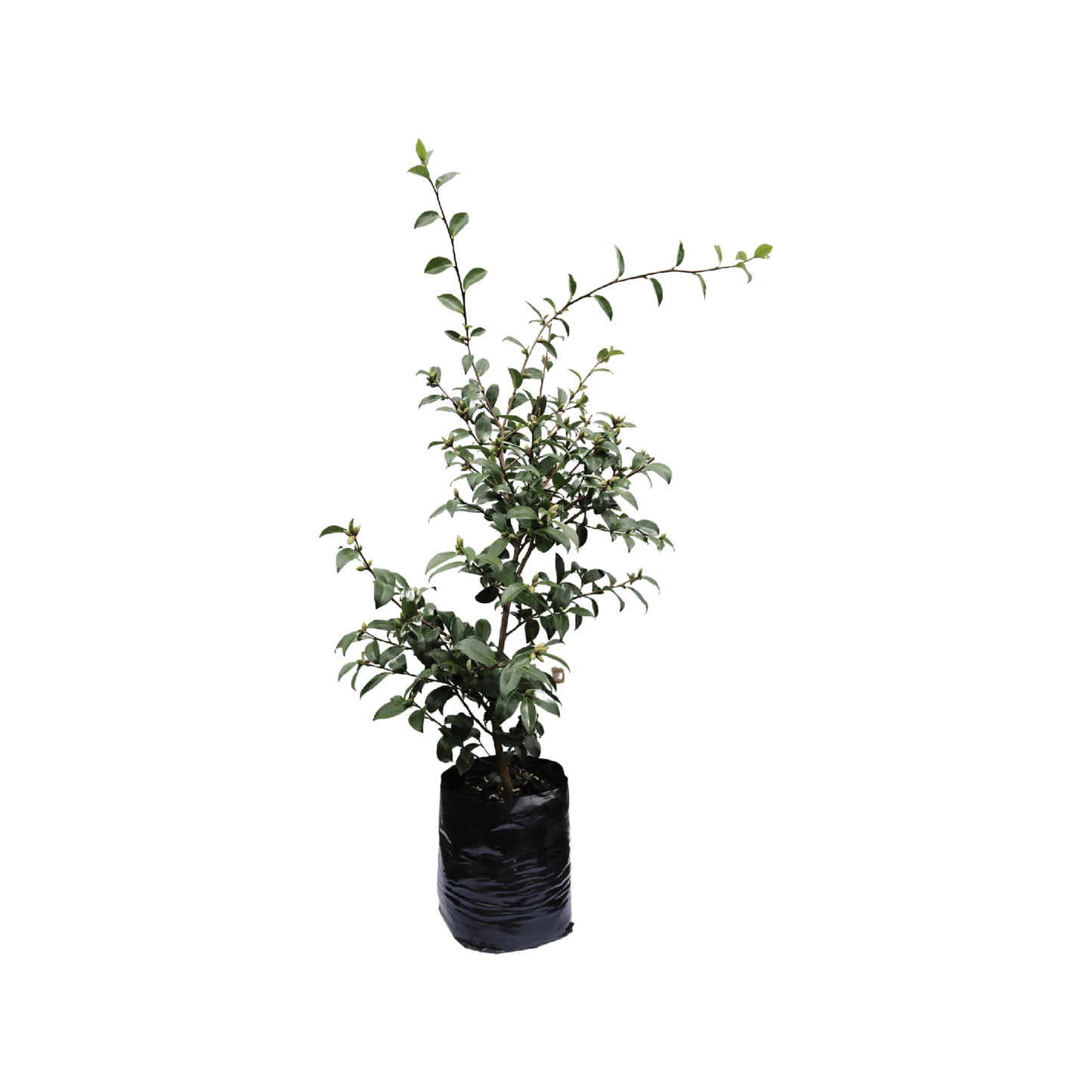 Camellia hiryu (Camellia hiemalis)