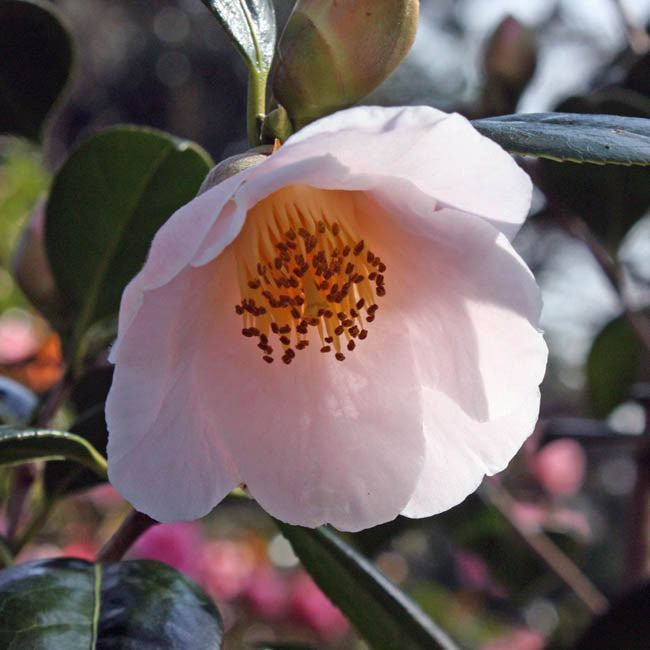 Sasanqua Camellia Apple Blossom (Camellia sasanqua)