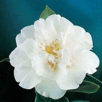 Camellia Japonica Ecclesfield