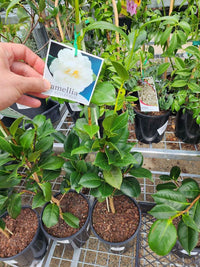 Camellia Japonica Ecclesfield