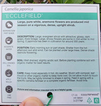 Camellia Japonica Ecclesfield