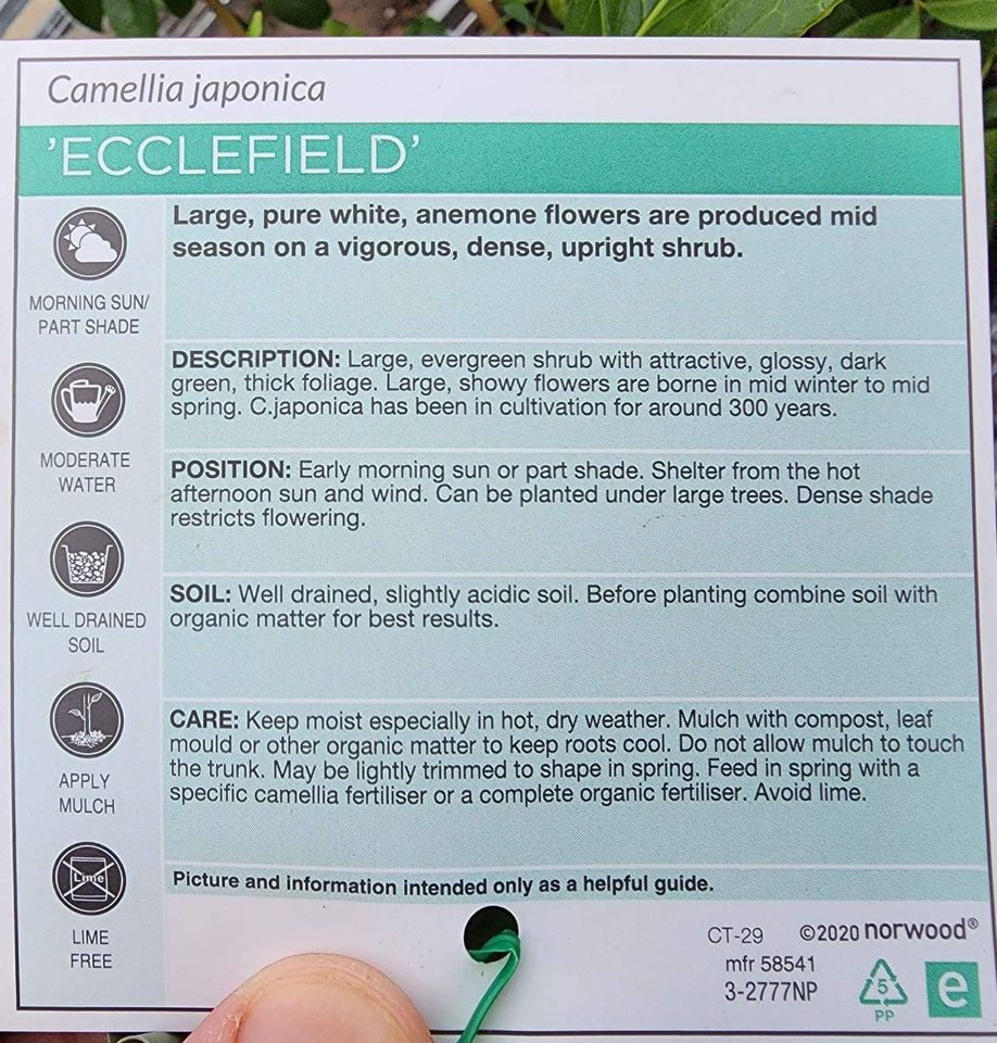 Camellia Japonica Ecclesfield - Ladybird Nursery