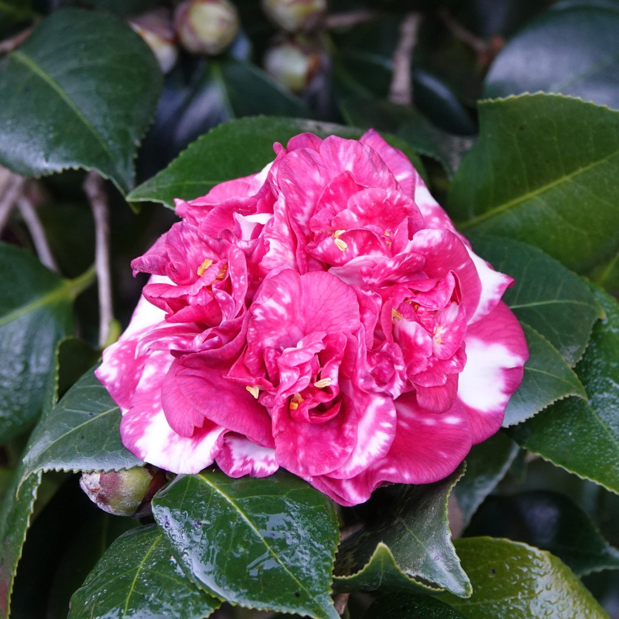 Camellia Emperor of Russia Variegated (Camellia Japonica) - Ladybird Nursery