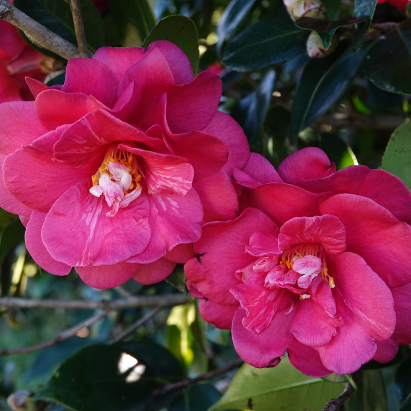 Camellia Great Eastern (Camellia japonica)