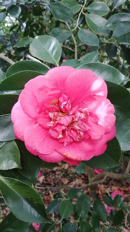 Camellia RL Wheeler (Camellia japonica)