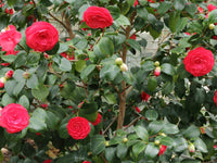 Camellia CM Hovey (Camellia japonica)