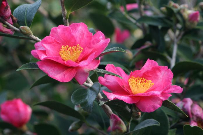 Sasanqua Camellia Something Special (Camellia sasanqua)
