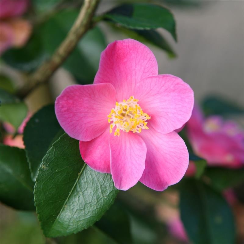 Camellia Koto no Kaori (Camellia)