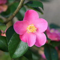 Camellia Koto no Kaori (Camellia)