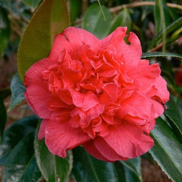 Camellia Little Slam (Camellia japonica) - Ladybird Nursery