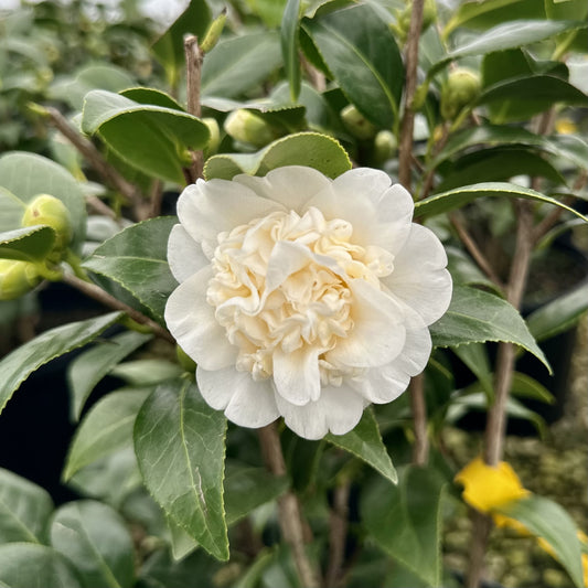 Camellia 'Man Size' (Camellia japonica)